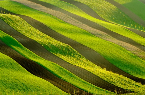 Grüne wellige Hügel in Südmähren — Stockfoto