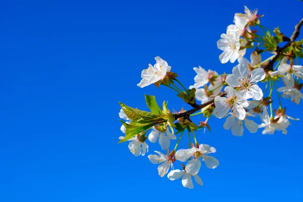 Blooming cherry tree — Stock Photo, Image