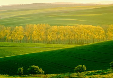 South Moravia'deki / daki yeşil dalgalı tepeler