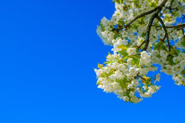 Çiçek açan kiraz ağacı