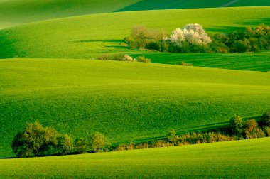 South Moravia'deki / daki yeşil dalgalı tepeler