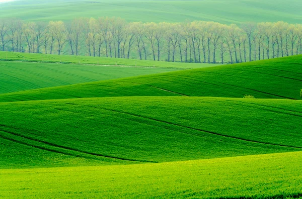 Groene golvende heuvels in Zuid-Moravië — Stockfoto