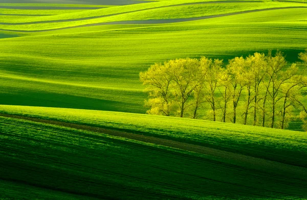 Grüne wellige Hügel in Südmähren — Stockfoto