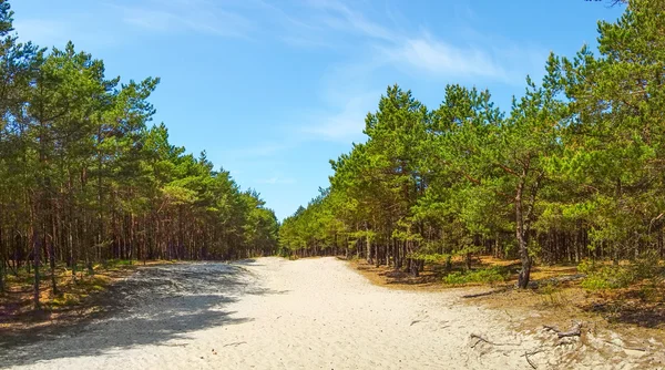 Grenen hout op de duinen — Stockfoto