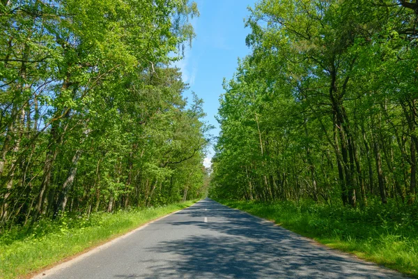 Straße im Wald zur Sommerzeit — Stockfoto
