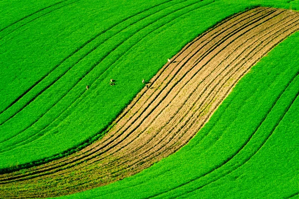 Veados pastam em um campo — Fotografia de Stock