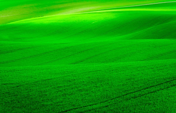 Colinas onduladas verdes na Morávia do Sul — Fotografia de Stock