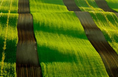 South Moravia, Csezh Cumhuriyeti yeşil dalgalı tepeler