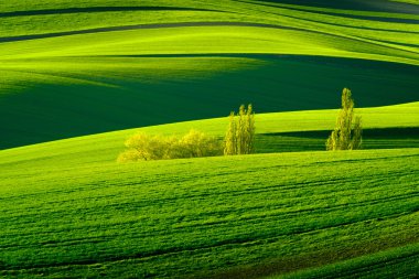 South Moravia'deki / daki yeşil dalgalı tepeler