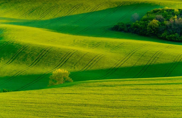 Green wavy hills in South Moravia — Stock Photo, Image