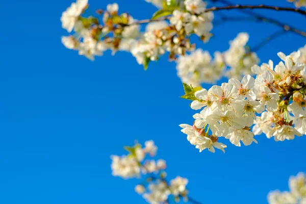 Blooming cherry tree — Stock Photo, Image