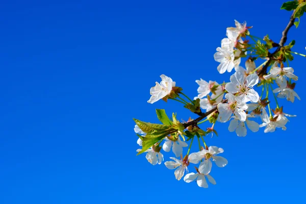 Blooming cherry tree — Stock Photo, Image