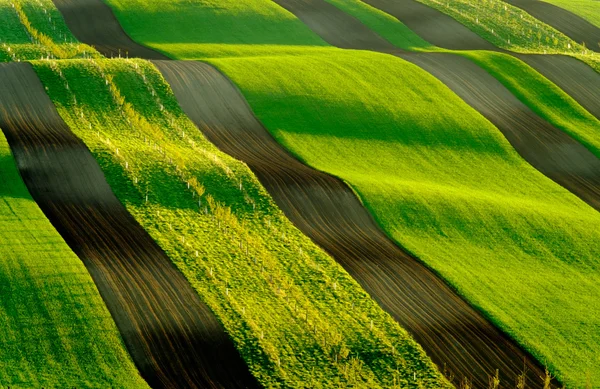 South Moravia'deki / daki yeşil dalgalı tepeler — Stok fotoğraf