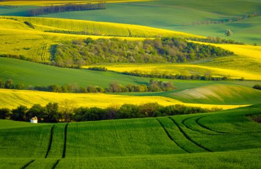 South Moravia'deki / daki yeşil dalgalı tepeler