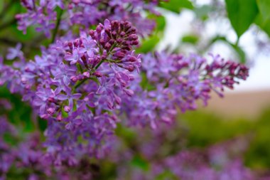 Pembe çiçek leylak ağacı
