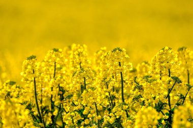 Sahada çiçek açan üzüm