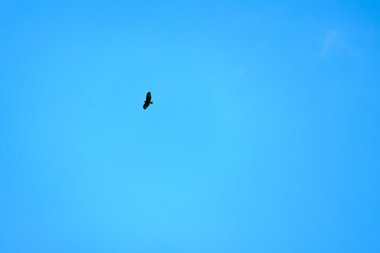 Yırtıcı Kuş gökyüzünde