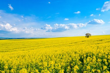 Yalnız ağaç çiçek açan kolza sahada