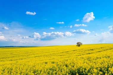 Yalnız ağaç çiçek açan kolza sahada