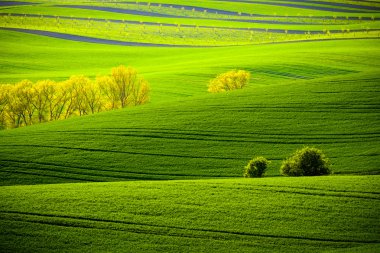 South Moravia'deki / daki yeşil dalgalı tepeler