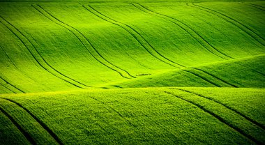 South Moravia'deki / daki yeşil dalgalı tepeler
