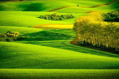 South Moravia'deki / daki yeşil dalgalı tepeler
