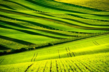 South Moravia'deki / daki yeşil dalgalı tepeler