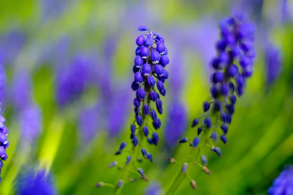 Blaublütige Lupinen — Stockfoto