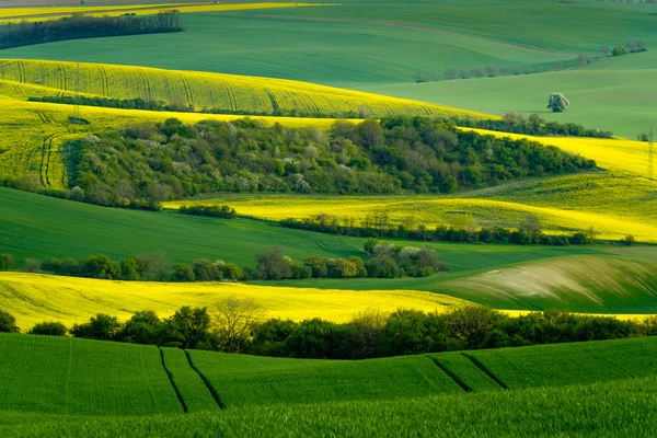 Grüne wellige Hügel in Südmähren — Stockfoto