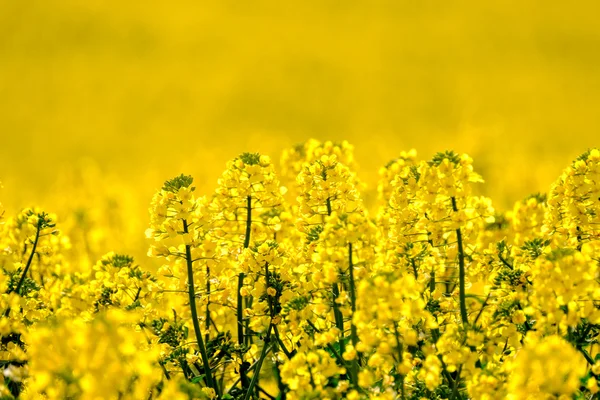 Uva em flor no campo — Fotografia de Stock