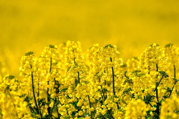 Uva em flor no campo — Fotografia de Stock