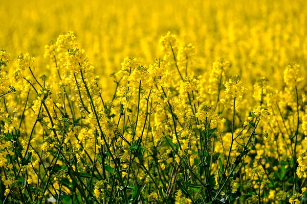 Blooming grape on the field — Stock Photo, Image