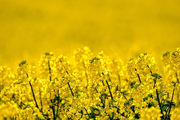 A mező a virágzó szőlő — Stock Fotó