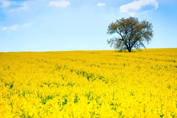 Одинокое дерево на цветущем поле Кользы — стоковое фото