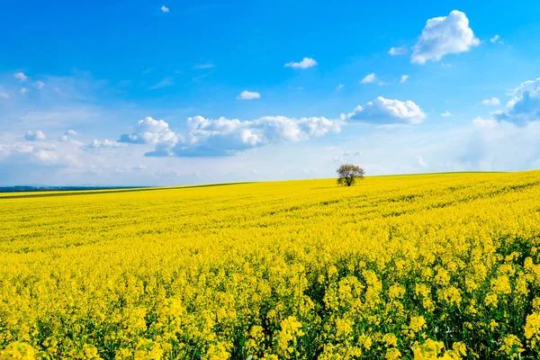 Yalnız ağaç çiçek açan kolza sahada — Stok fotoğraf