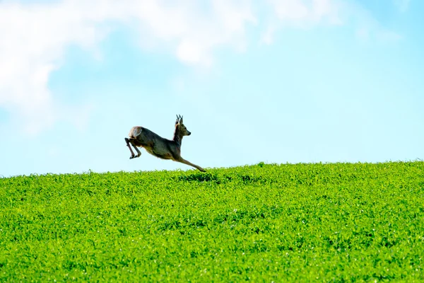 Deer jumps in a field — Stock Photo, Image