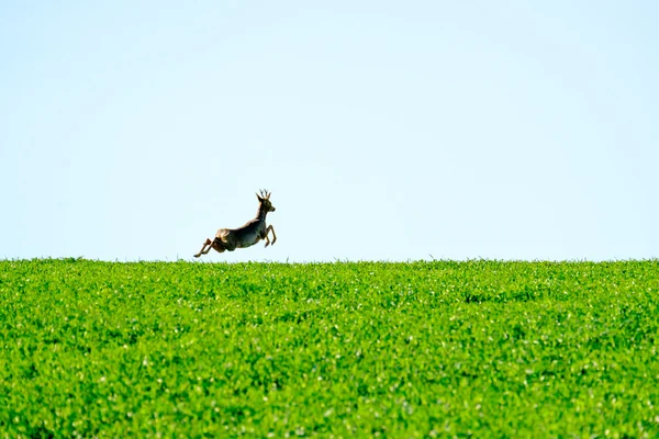 フィールドで鹿ジャンプ — ストック写真