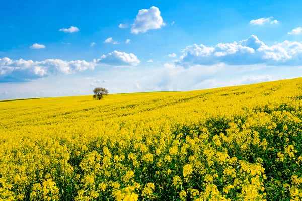 Lonely tree on the blooming colza field — Stock Photo, Image