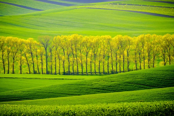 Colinas onduladas verdes en Moravia del Sur — Foto de Stock