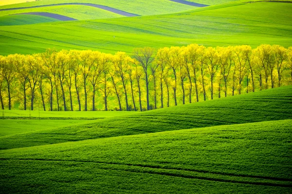 Zelené zvlněné kopce na jižní Moravě — Stock fotografie