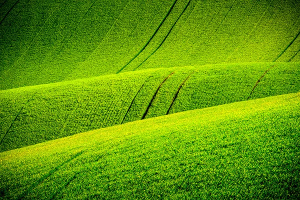 Colinas onduladas verdes en Moravia del Sur —  Fotos de Stock