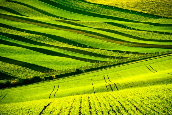 Colinas onduladas verdes en Moravia del Sur — Foto de Stock