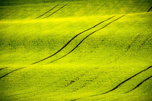 Verdi colline ondulate nella Moravia meridionale — Foto Stock