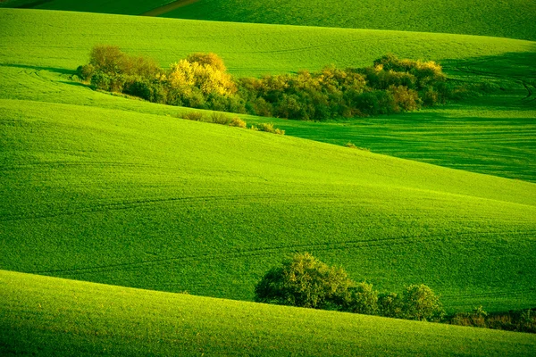 Colinas onduladas verdes en Moravia del Sur — Foto de Stock