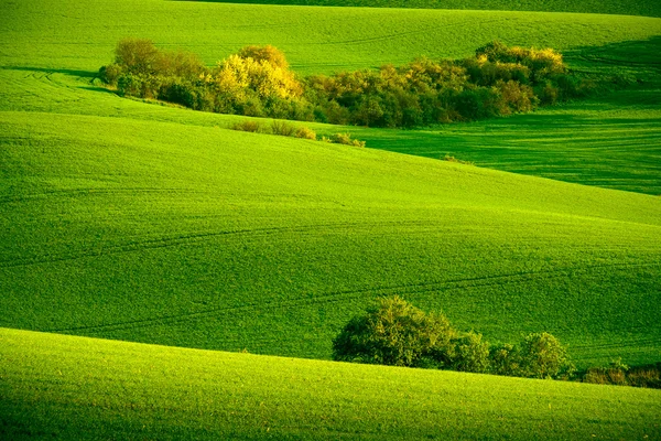 Groene golvende heuvels in Zuid-Moravië — Stockfoto