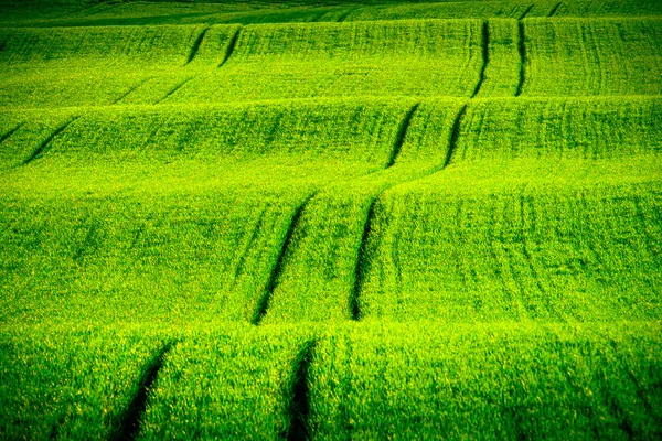 Colinas onduladas verdes na Morávia do Sul — Fotografia de Stock