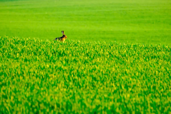 Lièvre sauvage dans le champ vert — Photo