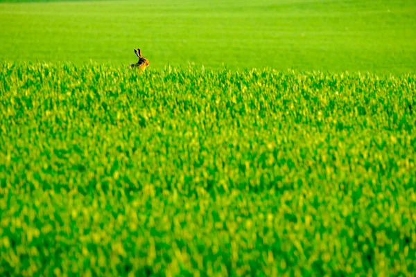 Lièvre sauvage dans le champ vert — Photo