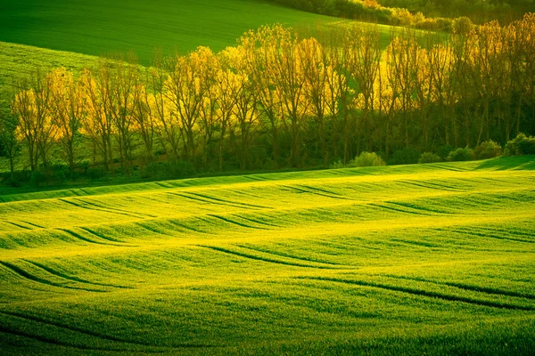 Zielone wzgórza faliste, na południowych Morawach — Zdjęcie stockowe