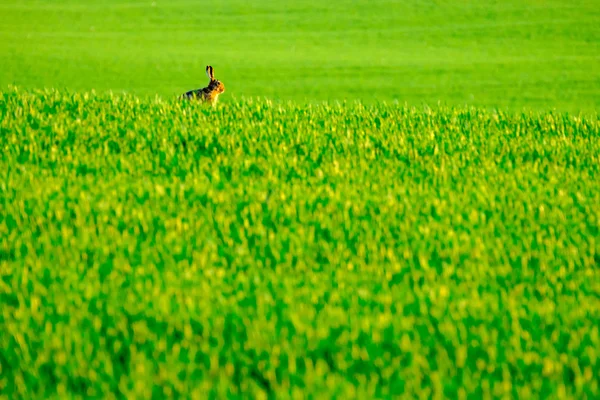 Liebre silvestre en el campo verde — Foto de Stock